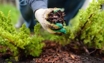 Man grabbing mulch in garden