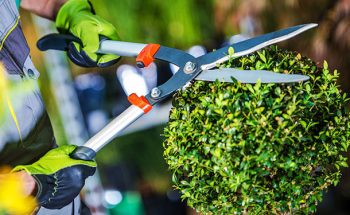 Gardener trimming tree